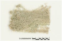 藏品(狹葉泥炭苔)的圖片